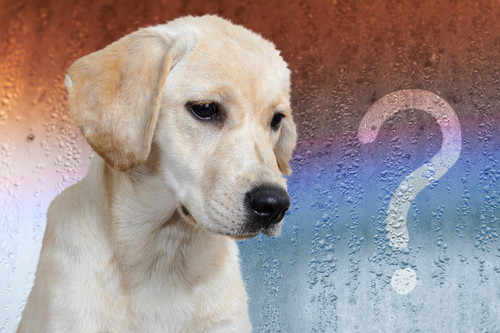 犬には「血液型」がたくさんある?基礎知識と輸血の現状・注意点について