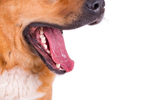 愛犬の「よだれ」に注目してみて!考えられる病気と対処法について