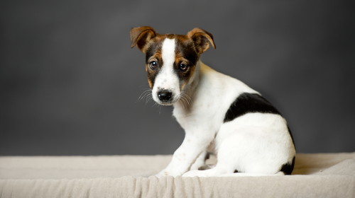 冬こそ注意したい!犬の「脱水症状」その見分け方と予防法
