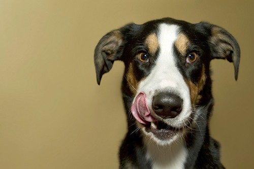 愛犬の「よだれ」に注目してみて!考えられる病気と対処法について