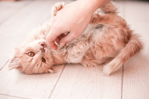 猫も「お手」を覚える!? 飼い主との絆も深まる「芸の活用方法」