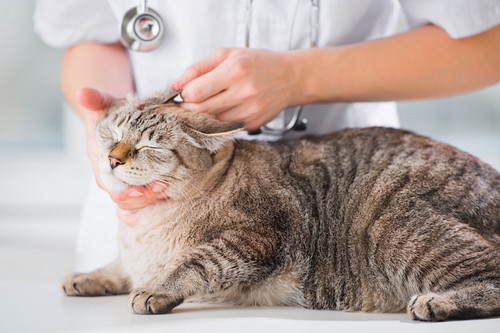 原因はひとつじゃない!猫の「嘔吐」に関する基本知識