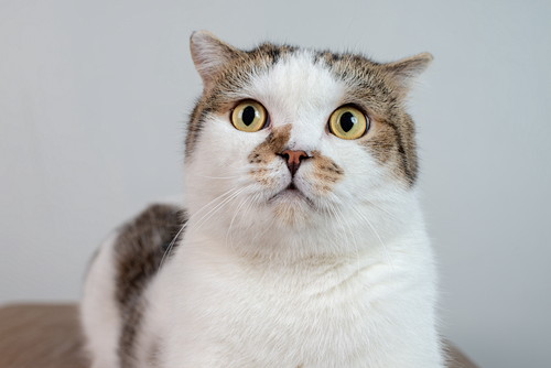 原因はひとつじゃない!猫の「嘔吐」に関する基本知識