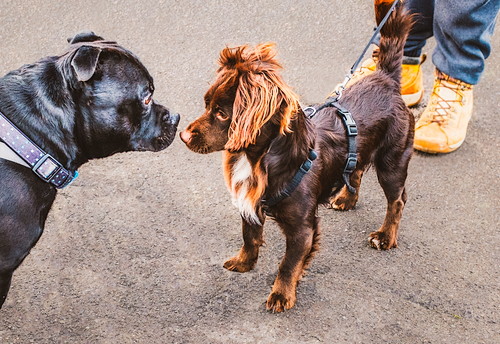 どんな意味があるの?何かを「じっと見つめる」犬の行動