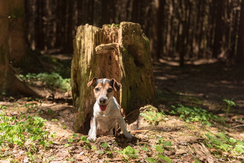 穴を掘る行動には意味があった!? 犬の「ここ掘れワンワン」に隠れた秘密