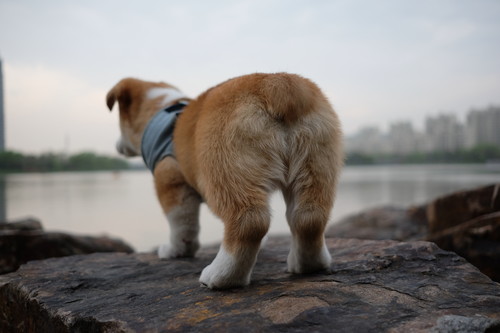 病気に合わせた治療が大切!犬が「便秘」になる原因と対処法~後編~