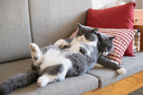 猫の「血液型」は何種類?知っておきたい基礎知識&献血の現状について