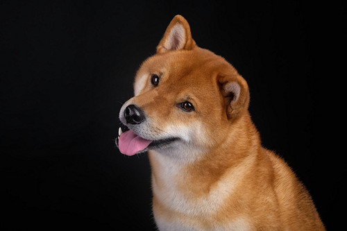 行動学的疾患に注意!「柴犬」の体調管理で気をつけたいこと