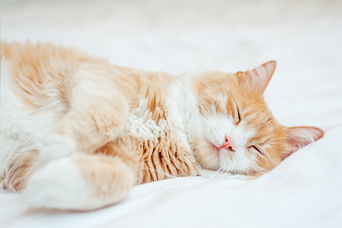 犬だけじゃない!猫も気をつけたい「フィラリア症」について