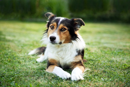 犬の飼い主なら覚えておきたい!「ドッグラン」の基本ルール&マナー