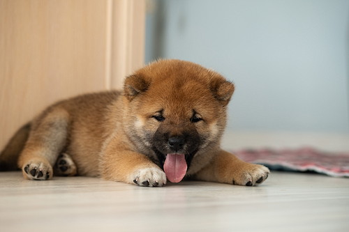 行動学的疾患に注意!「柴犬」の体調管理で気をつけたいこと