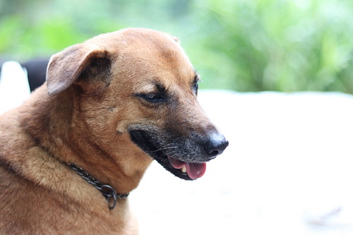 原因と症状はひとつじゃない!? 犬の「胃炎」について知っておきたいこと