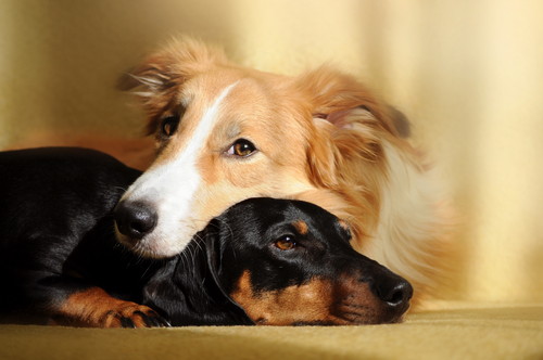 犬がいる家庭に行くときどうする?気をつけたい「基本の対応」について解説
