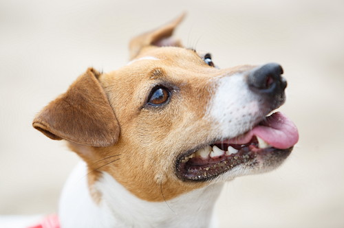 犬も風邪をひく!? 注意したい「呼吸器の疾患」について