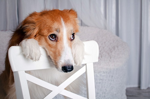 どうやって選んだらいいの 犬猫用 サプリメント の選び方と注意点 Pr 記事 わんにゃ365 今日も明日もワンダフル