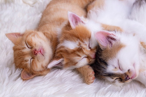 アフターケアはなにをすればいい?猫の「去勢(避妊)」について