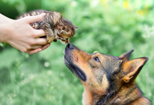 飼い主は犬猫の保険に入るべき?気になる「ペット保険」について獣医師が解説