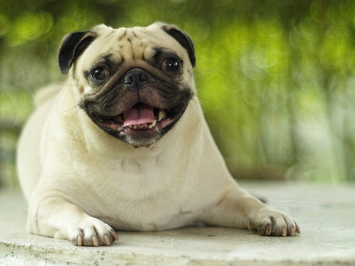 うるうるし過ぎは要注意!? 犬の「涙やけ」の原因&対策について解説
