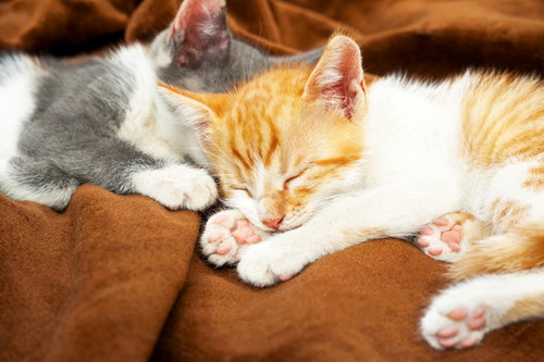 猫アレルギーだけど猫が大好き!「こころ貯金」を増やしながら上手に付き合う方法