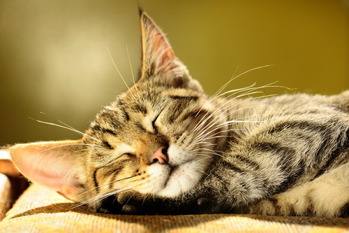 あなたの愛猫は大丈夫?日ごろから実践したい「耳掃除」の正しい方法