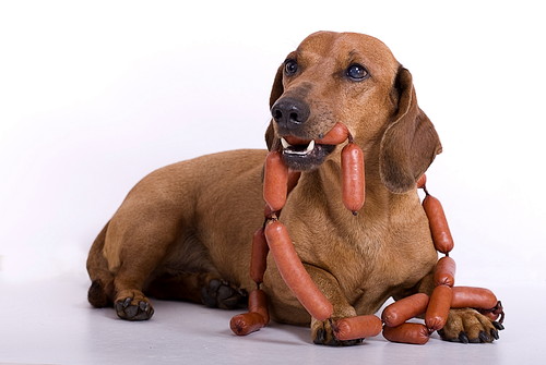 体重管理に気をつけよう!「肥満によってリスクが上がる」犬の病気について