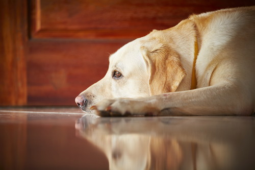 気持ちを伝えようとしている!? 犬が「決まった時間や場面」で吠える理由