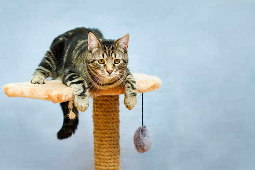 出典:https://www.shutterstock.com/