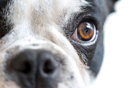 お散歩中は日陰を作ってあげよう!犬への「紫外線」の影響について解説