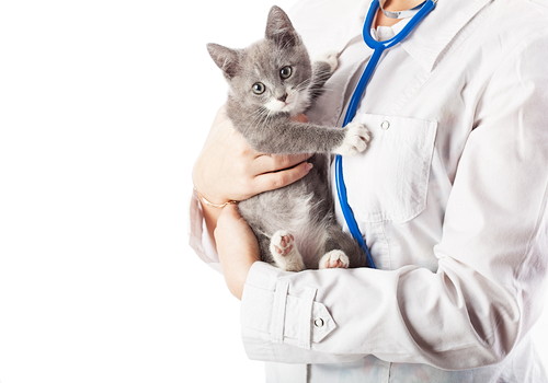 原因はひとつじゃない!猫の「嘔吐」に関する基本知識