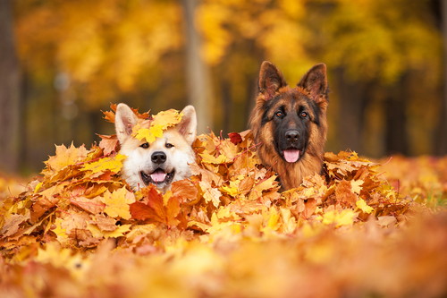 犬同士でも「好き嫌い」があるのはなんで?人もきっと共感できる犬の世界