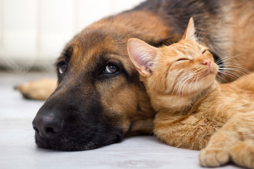 ペットの病気やケガをどう乗り越える?「獣医師」が飼い主さんに伝えたいこと