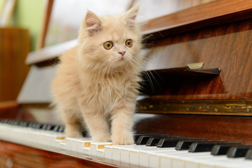 一緒に楽しむことが大切!愛猫と奏でる「音楽」の楽しみ方