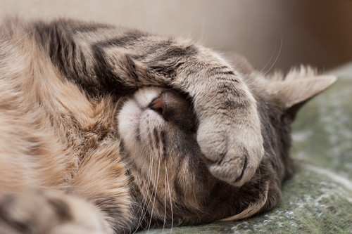 人間だけじゃない!? 猫にも見られる「花粉症」について
