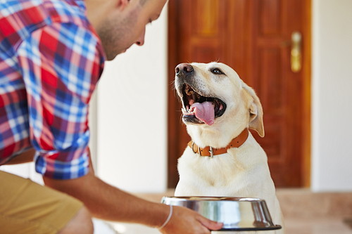 食事管理と運動を心がけよう!犬の「糖尿病」に関する基礎知識