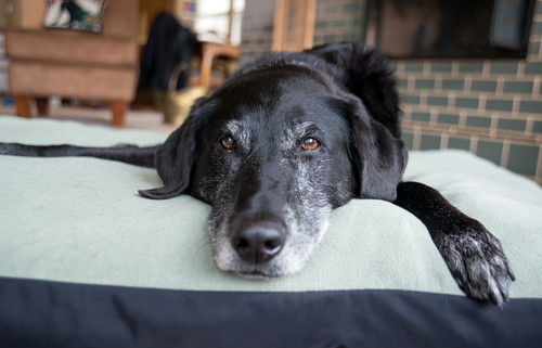 もうすぐ新学期!家族の「環境の変化」が愛犬に与える影響とは