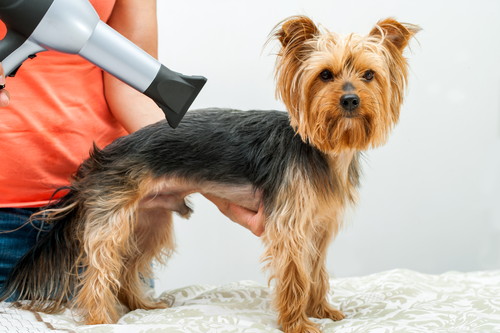愛犬はいつも通りで大丈夫？「冬の散歩」で気をつけること＆遊び方