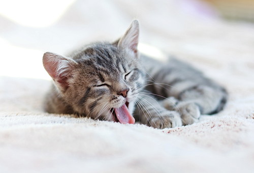 犬だけじゃない!猫も気をつけたい「フィラリア症」について