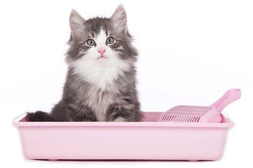 「水をよく飲む」猫、脱水症状以外に考えられる病気は?