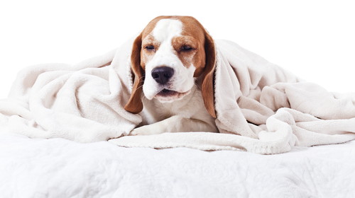 原因はひとつじゃない!? 犬の「くしゃみ」基礎知識&疑うべき病気
