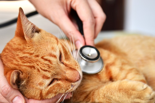 耳が熱いと熱があるって本当?猫の「体調不良」を見極める方法とは
