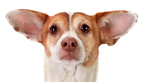 日常の音や声、犬にはどう聞こえる？「耳の仕組み」に関するあれこれ