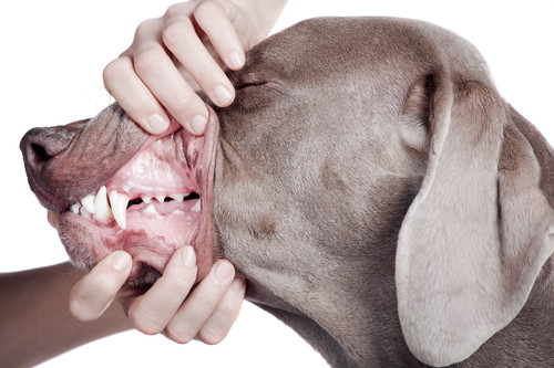 犬の永久歯はいつから生えるの?「歯の抜け替わり時期」適切なケア方法