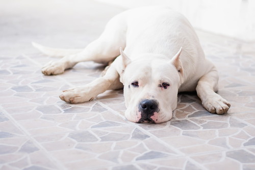 これだけは知っておきたい!犬の「免疫」の基本と免疫系の疾患について