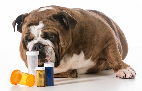 なんで飲んでくれないの?犬への「投薬」が上手くいかない理由と対策
