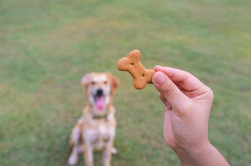 獣医師が感心した!飼い主さんの「愛犬への気遣い」~第2弾~