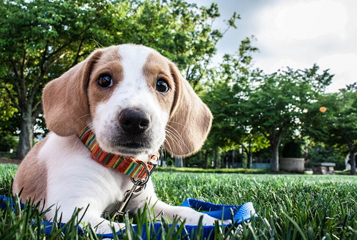 あるある…でもなんで?「同じ場所をくるくる回る」犬のふしぎな行動