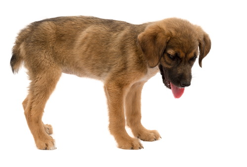 冬こそ注意したい!犬の「脱水症状」その見分け方と予防法