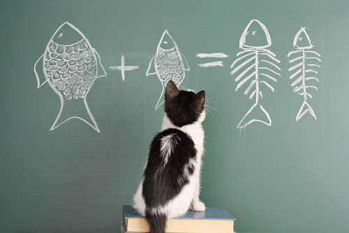 すぐに忘れるのはウゾ!? 猫の「記憶力」について分かってきたこと