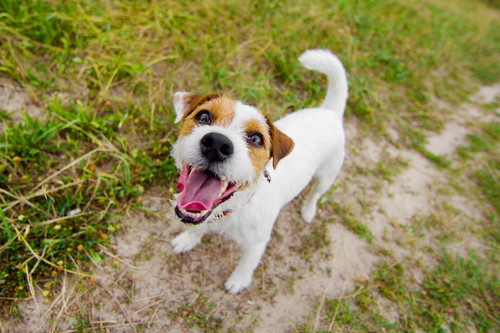 気持ちを伝えようとしている!? 犬が「決まった時間や場面」で吠える理由