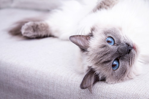 定義を知って適切な行動を!猫の「がん」に対して飼い主ができること~第1弾~